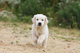 GOLDEN RETRIEVER 318